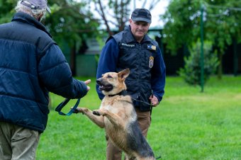Életveszélyesen megsérült az ukrajnai háború következtében, de felépült és Magyarországon lesz terápiás rendőrkutya Rambo