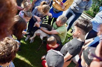 Meggyűrűzték a magyarfenesi fészekben nevelkedő kisgólyákat, így könnyebben lesznek azonosíthatóak