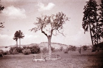 Már kétszáz magyarországi és külhoni közösség csatlakozott a Petőfi körtefája programhoz