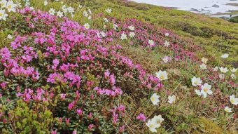 Virágzik a védett havasszépe a Radnai-havasokban, a Romsilva arra kéri a turistákat, ne vigyék el, nem telepíthető