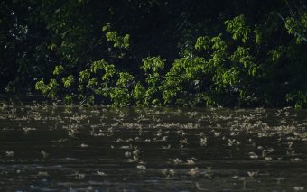 Zajlik a fontos ökológiai jelentőségű, látványos tiszavirágzás a Tiszán és a Maroson (videóval)