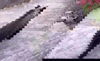 Huszonötször riasztották medvék eltávolításához a csendőrséget a múlt héten a székelyföldi megyében