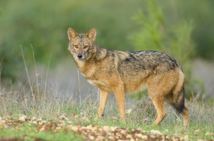 Egyre több erdélyi megyében jelennek meg sakálok, nem szabad közelíteni hozzájuk