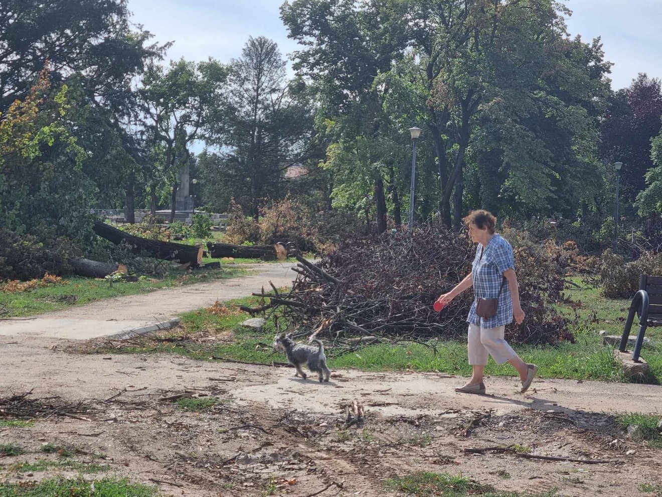 A múlt keddi vihar tönkretette a város parkjait: mintegy 800 fát döntött ki •  Fotó: Bálint Eszter