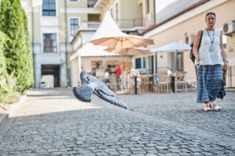 Főtér 23: élményudvarral várja a kolozsvári főkonzulátus a magyarnapozókat
