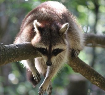 Mosómedvék települtek Budapest környékére, ha az inváziós emlősök sokasodnak, veszélyt jelenthetnek az ott élő fajokra