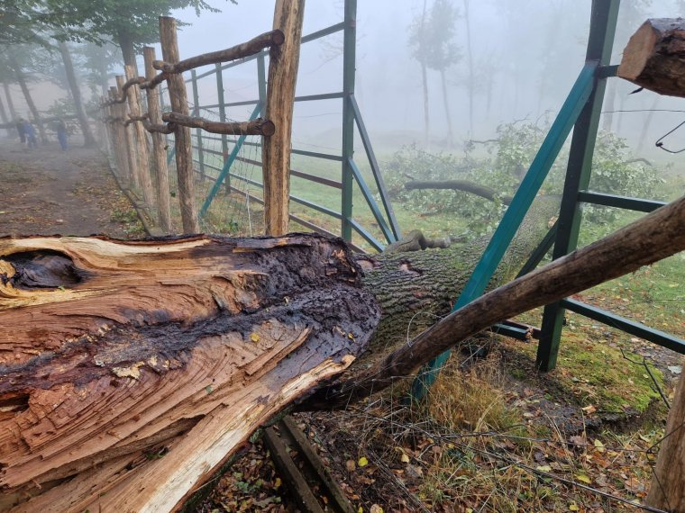 Két bölény kiszabadult a marosvásárhelyi állatkertből, miután a vihar fákat döntött a kifutó kerítésére