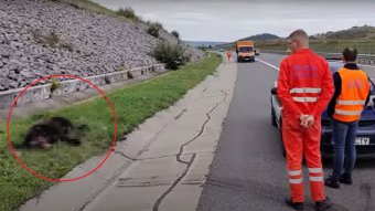 Medvét gázoltak el az észak-erdélyi autópályán