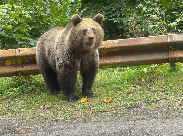 Újabb medveveszély a Fogarasi-havasokban: agresszív vad üldözött egy juhászt, aki megsérült