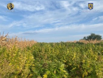 Tonnaszámra termesztették a kannabiszt két moldvai ültetvényen