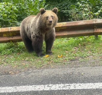 Szigorítanák az utak mentén élelemért kolduló medvék etetéséért kiszabható bírságokat
