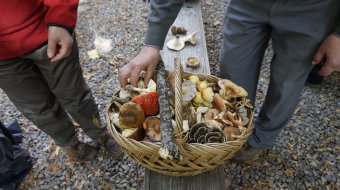 Ehető és mérgező gombák felismerését segítik a szombati gombanapon Sepsiszentgyörgyön