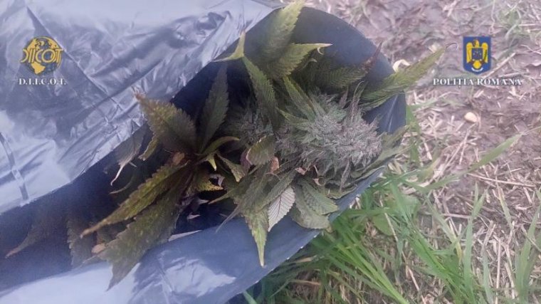 Marosludas mellett fedeztek fel kannabiszültetvényt a rendőrök