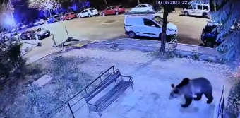 Többórás sétát tett egy medve Besztercén, látogatását Ro-Alert-üzenetek övezték (videóval)