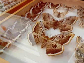 Kalandozás tudománytörténeti kuriózumok között: új kiállítással vár a kolozsvári Állattani Múzeum