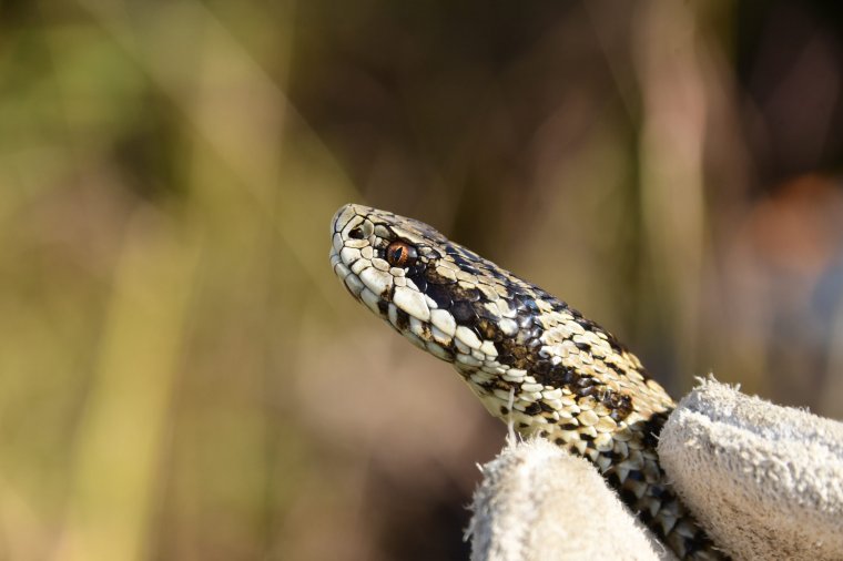 Elveszettnek hitt, 61 éve nem látott rákosi vipera jelenlétét igazolták szakemberek Kolozs megyében