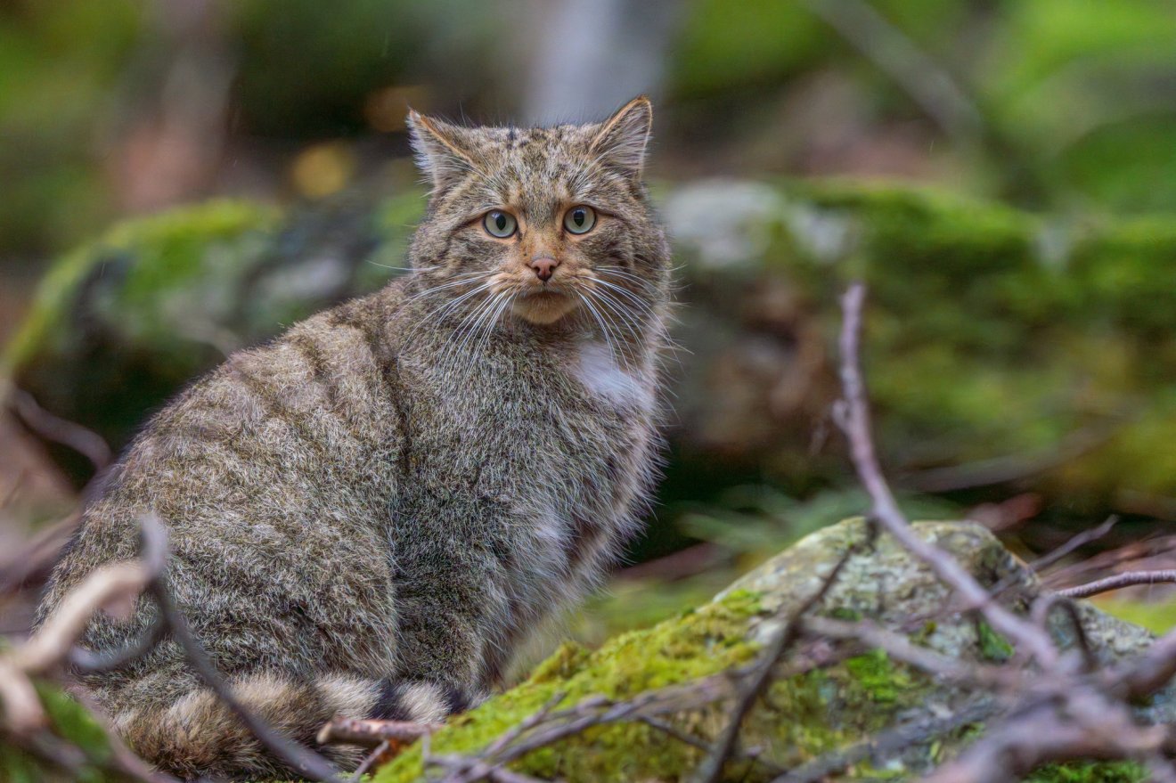 A kifejlett vadmacska súlya elérheti a 8 kilogrammot •  Fotó: Lucia Ursu/Retyezát Nemzeti Park