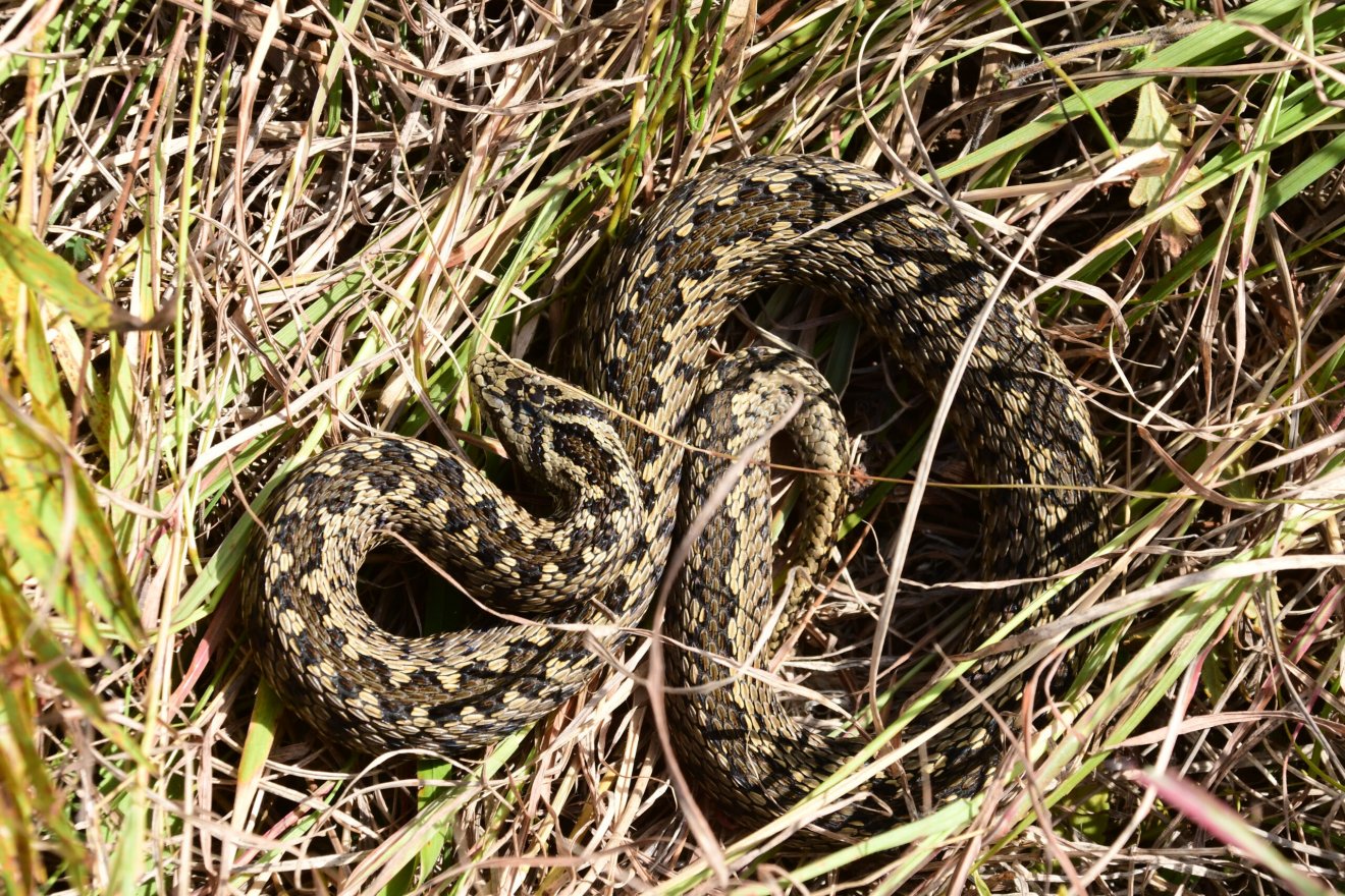 A rákosi vipera rendkívül ritka és környezeti behatásokra érzékeny faj •  Fotó: Milvus Csoport