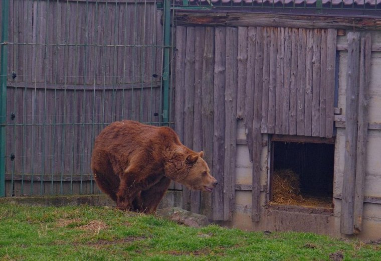 Közeleg a tavasz? Sem Nagyváradon, sem Marosvásárhelyen nem látta meg a medve az árnyékát