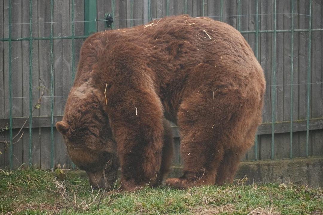 A nagyürögdi erdőbe költözhet a nagyváradi állatkert