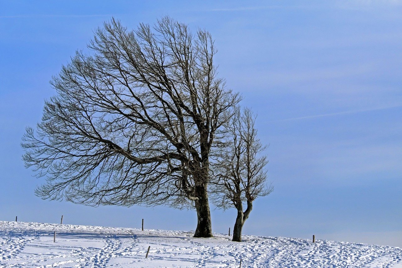 •  Fotó: pixabay.com