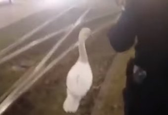 „A villamossín nem a Hattyúk tava!”: hattyút mentő aradi csendőrök a közösségi média új sztárjai (Videó)