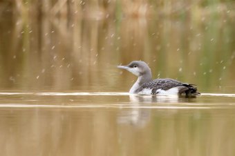 Önkénteseket toboroz a vízimadarak január 10. és 20. között szervezett számlálásához a Milvus egyesület