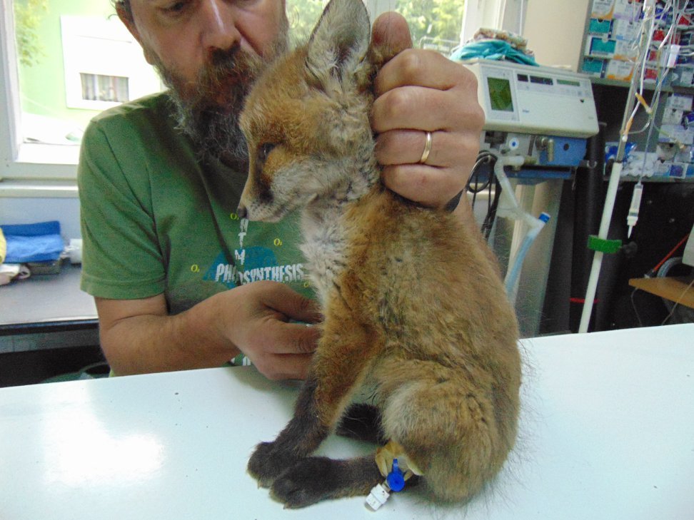 •  Fotó: Vets4Wild Romania/Facebook