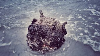 A Duna-deltáig sodródott tengeri aknát semmisített meg a román haditengerészet