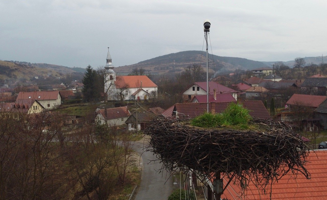 Kinőtt a fű a magyarfenesi fészekben •  Fotó: Gazda Árpád