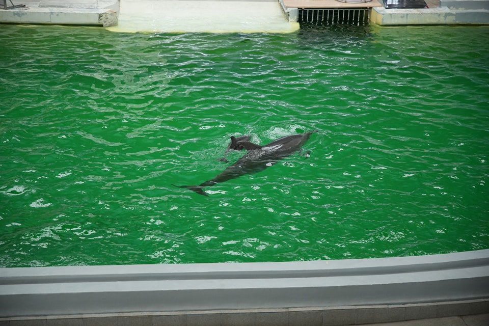 •  Fotó: Facebook/Delfinariu Constanța