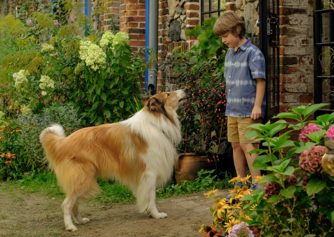 Lassie újabb kalandjai tárulnak a kolozsvári mozinézők elé, akik a mikrochipezés fontosságáról is többet megtudhatnak •  Fotó: Facebook/Cinema Victoria