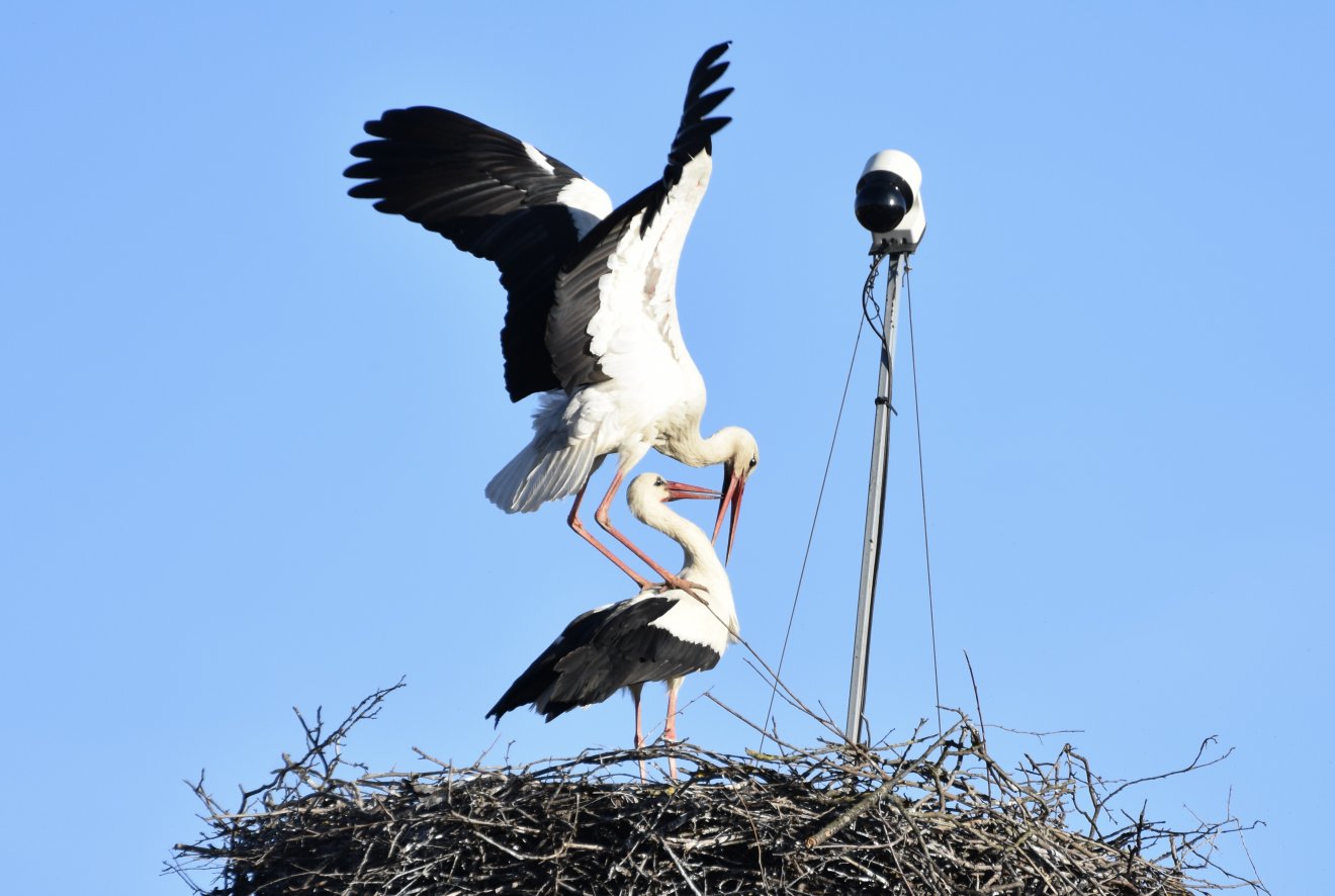 A fészekből közvetített élőképet a Clujbird.ro oldalon lehet követni •  Fotó: Gazda Árpád