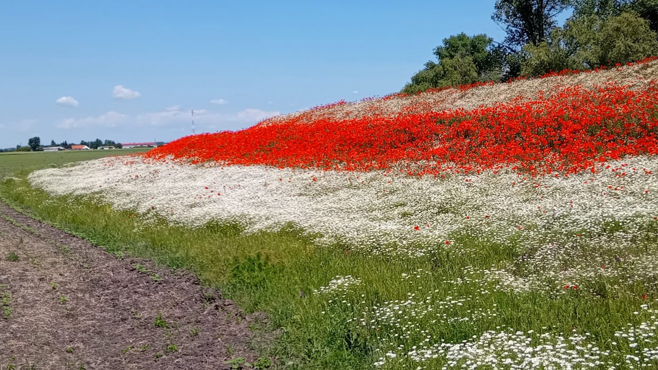 Piros-fehér-zöld színekbe „öltözött” a magyar táj •  Fotó: Facebook/Katalin Szilvás