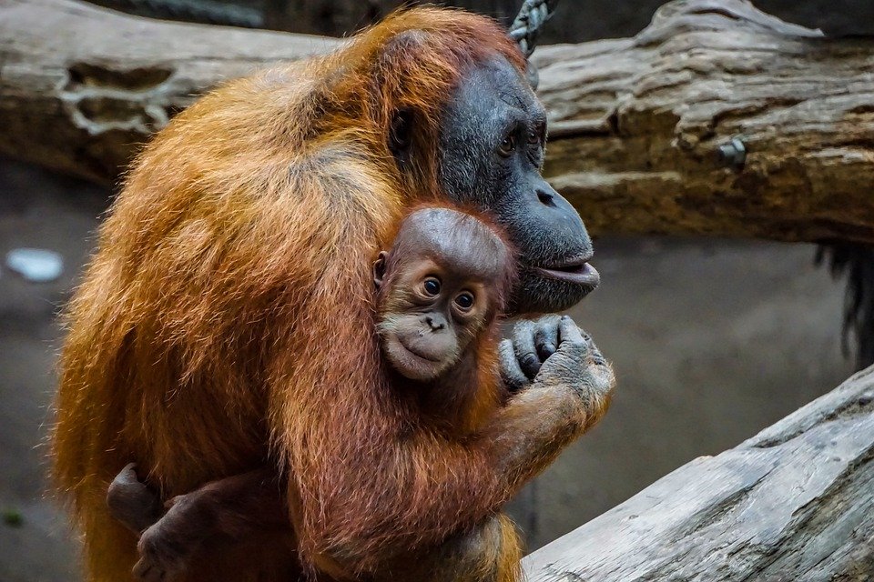 Orangutánok ajándékozásával mutatnák meg a világnak, hogy Malajzia elkötelezett a biológiai sokszínűség megőrzése mellett •  Fotó: Pixabay