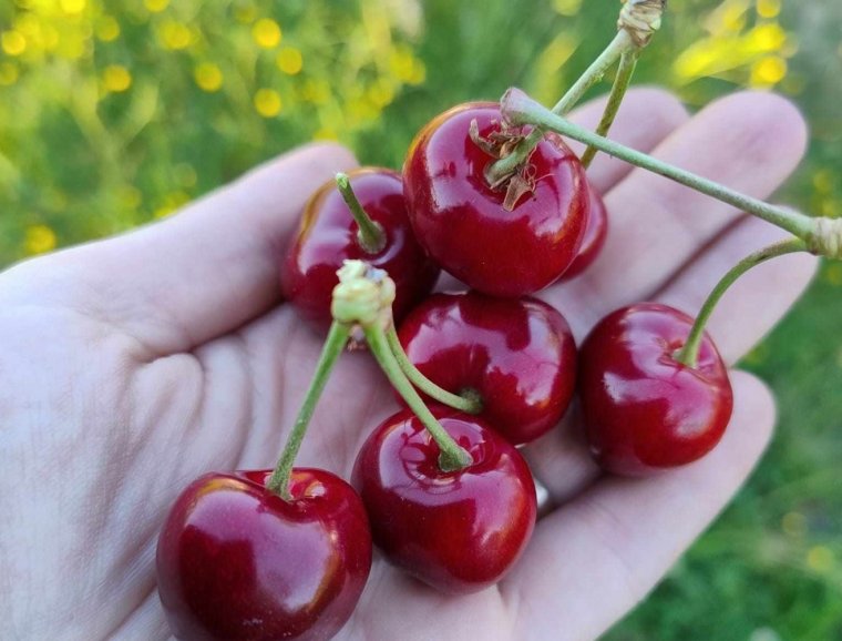 Igazi cseresznyeíze van a híres magyardécsei gyümölcsnek, közben elárasztja a romániai piacot a vízízű, vegyszerezett áru