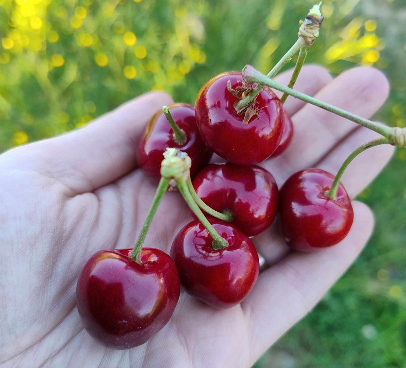 A korai cseresznyefajták már megértek a Beszterce-Naszód megyei Magyardécsében Balla Lászlóék gyümölcsösében •  Fotó: Balla Szabó Dorottya