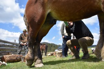 Elhagyná a rendszert a körzeti állatorvosok egy része