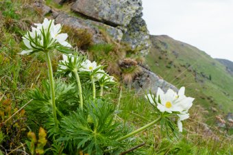 Biharfüredi, pádisi szellőrózsa-gyalogtúrára hívja a természetbarátokat az Erdélyi Kárpát-Egyesület 