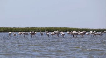 Rengeteg flamingó tart pihenőt a Duna-deltában, megeshet, hogy fészkelni is fognak