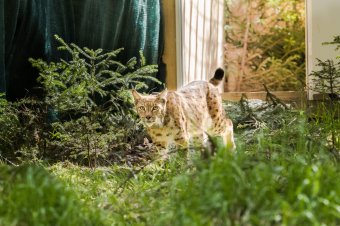 Romániából szállítanak hiúzokat Németországba a faj genetikai helyreállítása érdekében