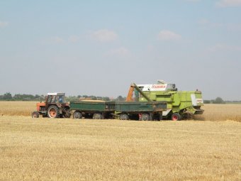 Jól vetettek, de nem mindig jól aratnak. Az aradi falugazdász szerint a felvásárlóké a haszon