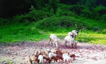 Ritkának számító fehér vadmalacokat kaptak lencsevégre Dél-Erdélyben