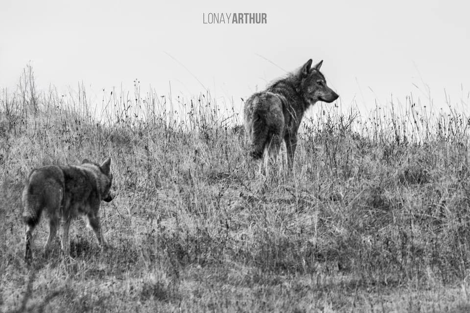 •  Fotó: Lónay Arthur