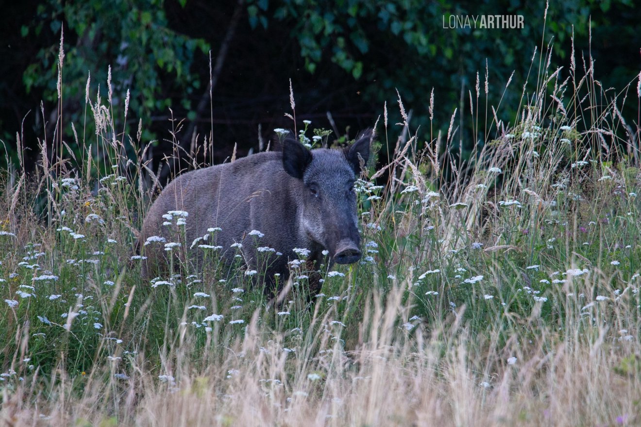 •  Fotó: Lónay Arthur