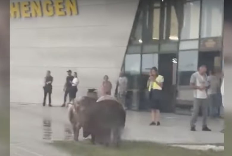 Állatfarm. A temesvári repülőtér előtt néhány disznó legelészett a napokban •  Fotó: Videófelvétel
