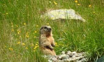 Kérik a turistákat, ne zavarják a dél-erdélyi nemzeti parkban élő, nyáron éber mormotákat