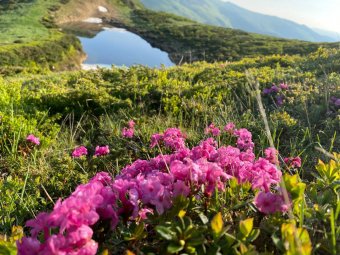 Nem szabad letépni a most pompázó, gyönyörű virágú erdélyi havasszépét