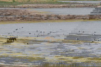 Elszaporodtak a ragadozók: megharmincszorozódott az aranysakálok száma Romániában