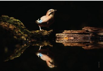 Érintetlen természet, lenyűgöző égbolt: bánsági, erdélyi, magyarországi természetfotósok tárlata Csíkszeredában